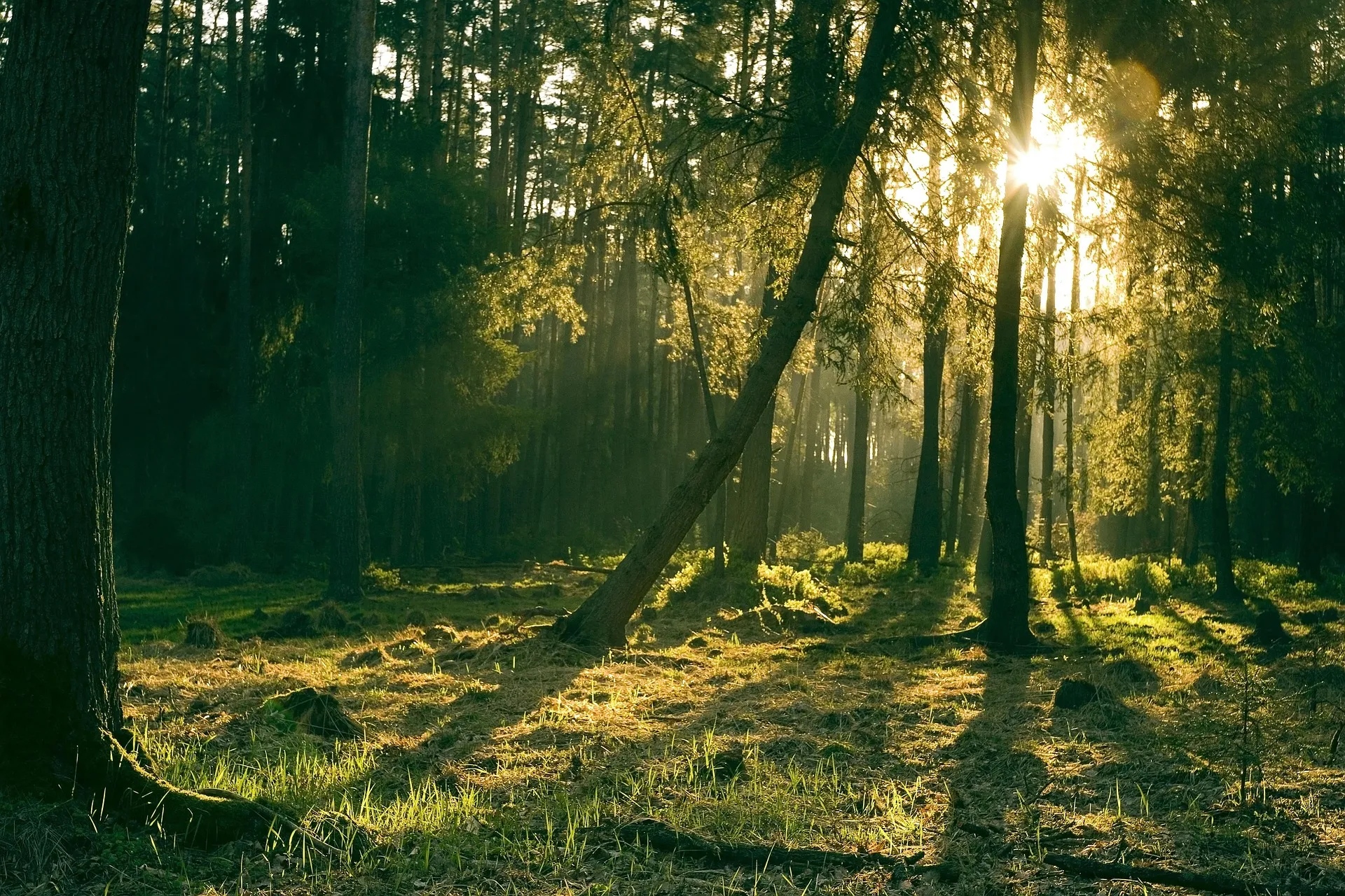 Kiefernwald im Gegenlicht